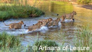 luxury safaris in Africa