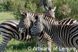 luxury safaris in Africa