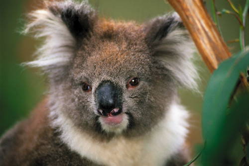 137-koala.jpg