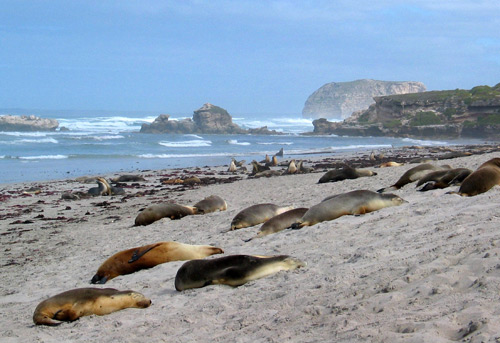 140-Seal-Bay.jpg