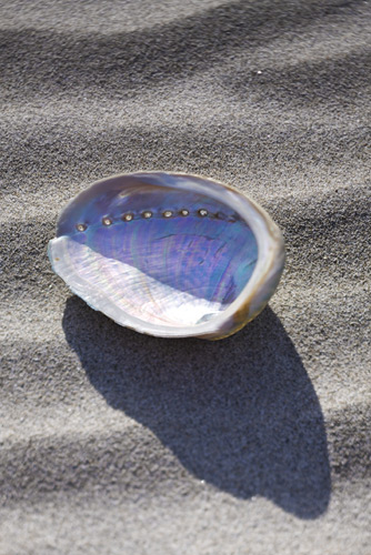 142-Abalone.jpg