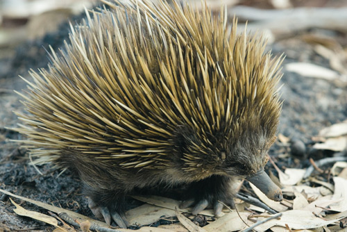 144-Echidna.jpg