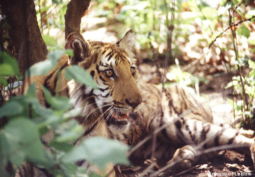 182-Nepal-tiger.jpg