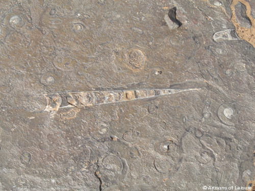 210-Moroccan-fossils.jpg