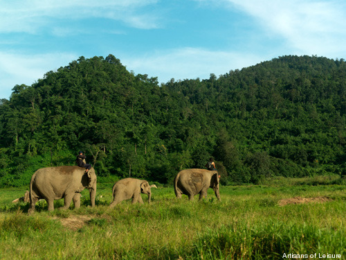 329-Elephants-Northern-Thailand.jpg