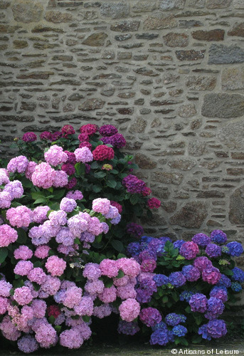 337-Hydrangeas-in-Normandy.jpg