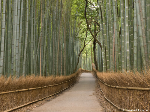 351-bamboo-in-Kyoto.jpg