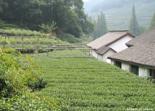 459-Hangzhou_teaplantation.jpg