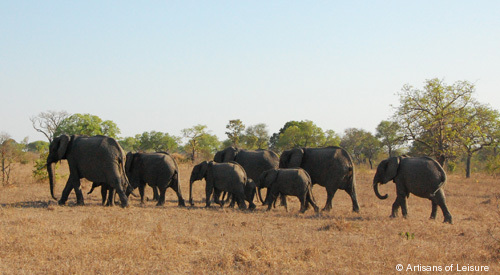 503-elephants_Singita_South-Afr.jpg