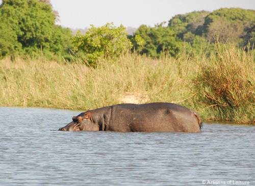 505-Hippo_South-Africa.jpg