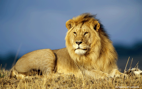 565-african_lion.gif