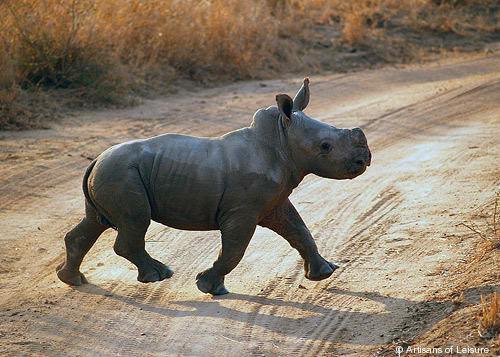 742-Baby_Rhino.jpg