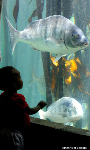 751-Cape_Town_aquarium.jpg