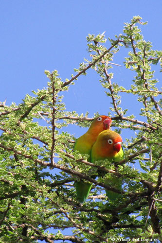 817-Lovebirds.jpg