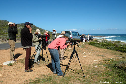 819-Cape_Town_birdwatching.jpg