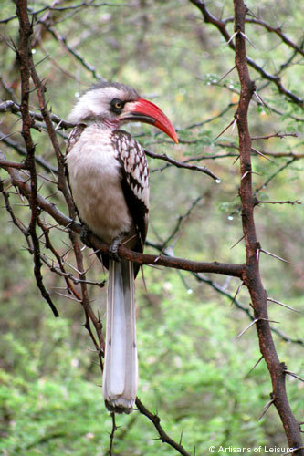 825-Hornbill.jpg