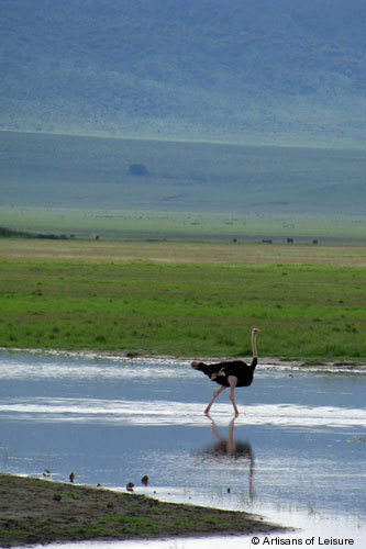 826-Ngorngoro_Crater_Osterich.jpg